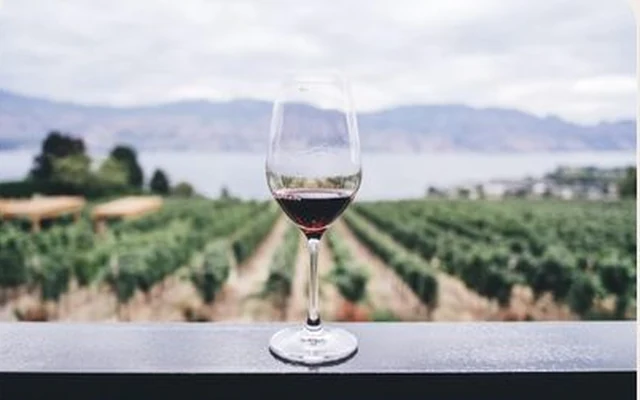 Un verre de vin rouge devant des rangs de vigne